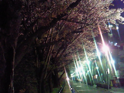 三鷹駅から近くの夜桜